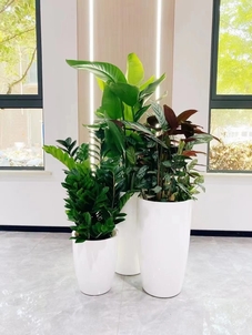 体验宁波北仑花卉租赁设计，沉浸浪漫花卉世界